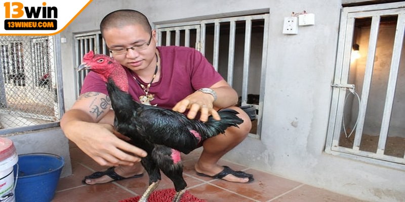 Chăm sóc gà đá đúng cách mang lại nhiều lợi ích thiết thực