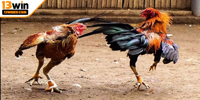Đá gà cựa dao hình thức giải trí lôi cuốn 