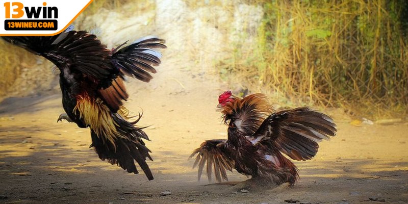 Thông tin luật chơi của đá gà cựa dao 