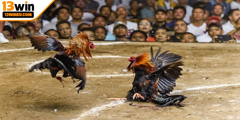 Bí kíp chơi cược đá gà cựa dao thắng lớn từ cao thủ