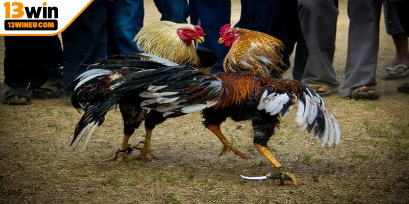 Đá gà cựa sắt là một hình thức thi đấu hấp dẫn, đầy kịch tính