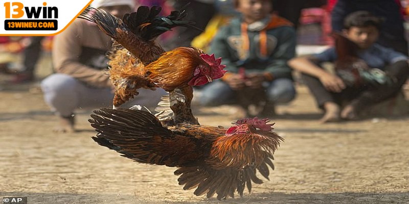 Kinh nghiệm cược luôn thắng từ những trận đấu gà cựa sắt