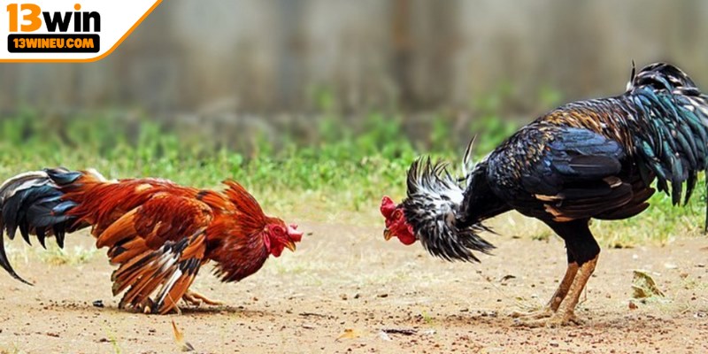 Một số giống gà được sử dụng trong đá gà nòi 