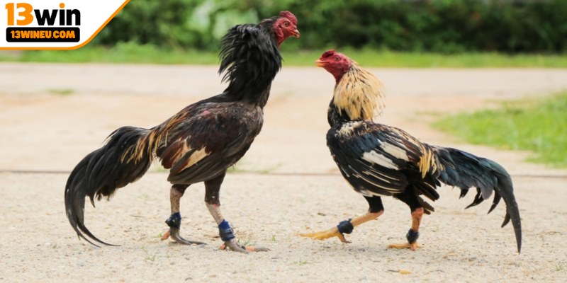 Kinh nghiệm khi chơi đá gà nòi nhanh thắng 