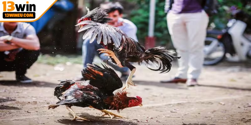 Luật chơi đá gà Thomo mới nhất 