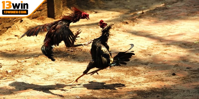 Đá gà tre một trong những hình thức cá cược rất được yêu thích