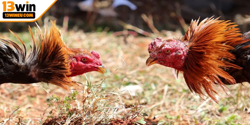 Quy luật chi tiết của đá gà tre 