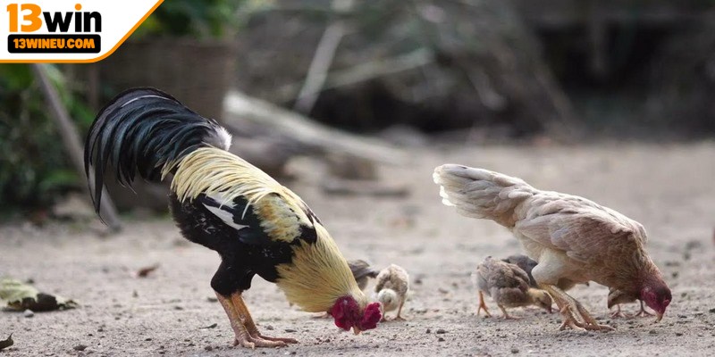 Bật mí bí quyết đặt cược đá gà tre hiệu quả 