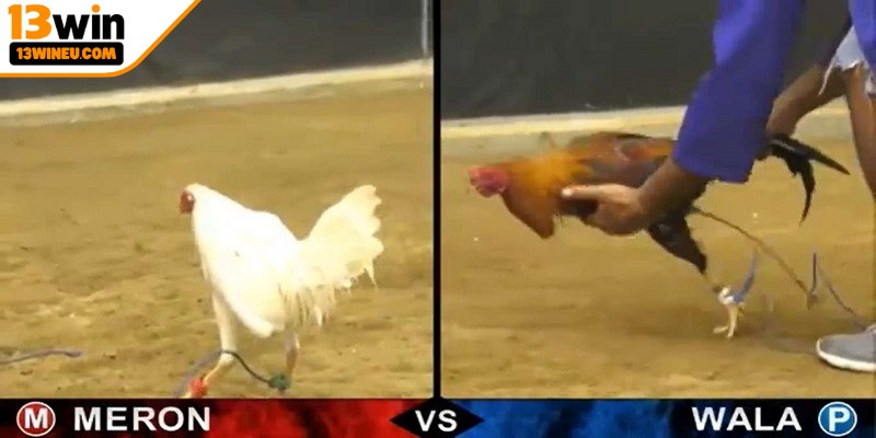 Đá gà Thomo trực tiếp thu hút người chơi bằng những ưu điểm vượt trội