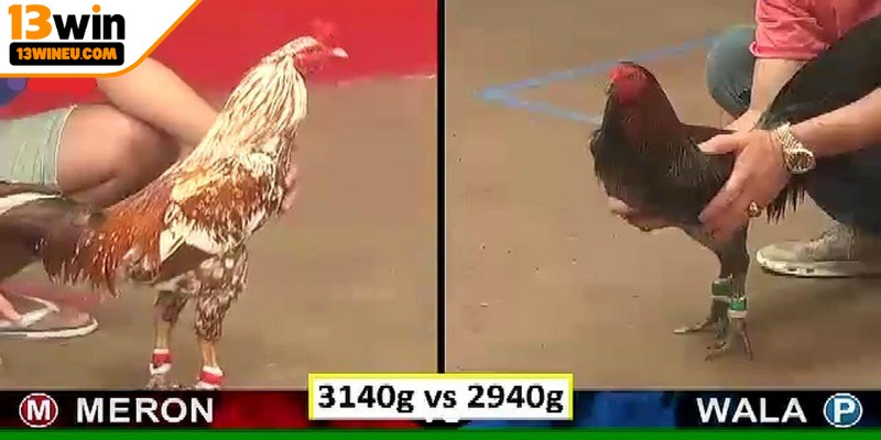 Tham gia đặt cược trực tiếp đá gà Thomo chỉ với vài thao tác đơn giản